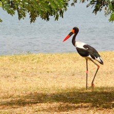 uganda vogels 2