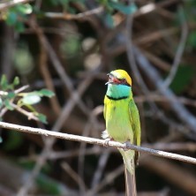 uganda vogels