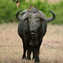 uganda buffel